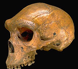 kabwe_skull.jpg